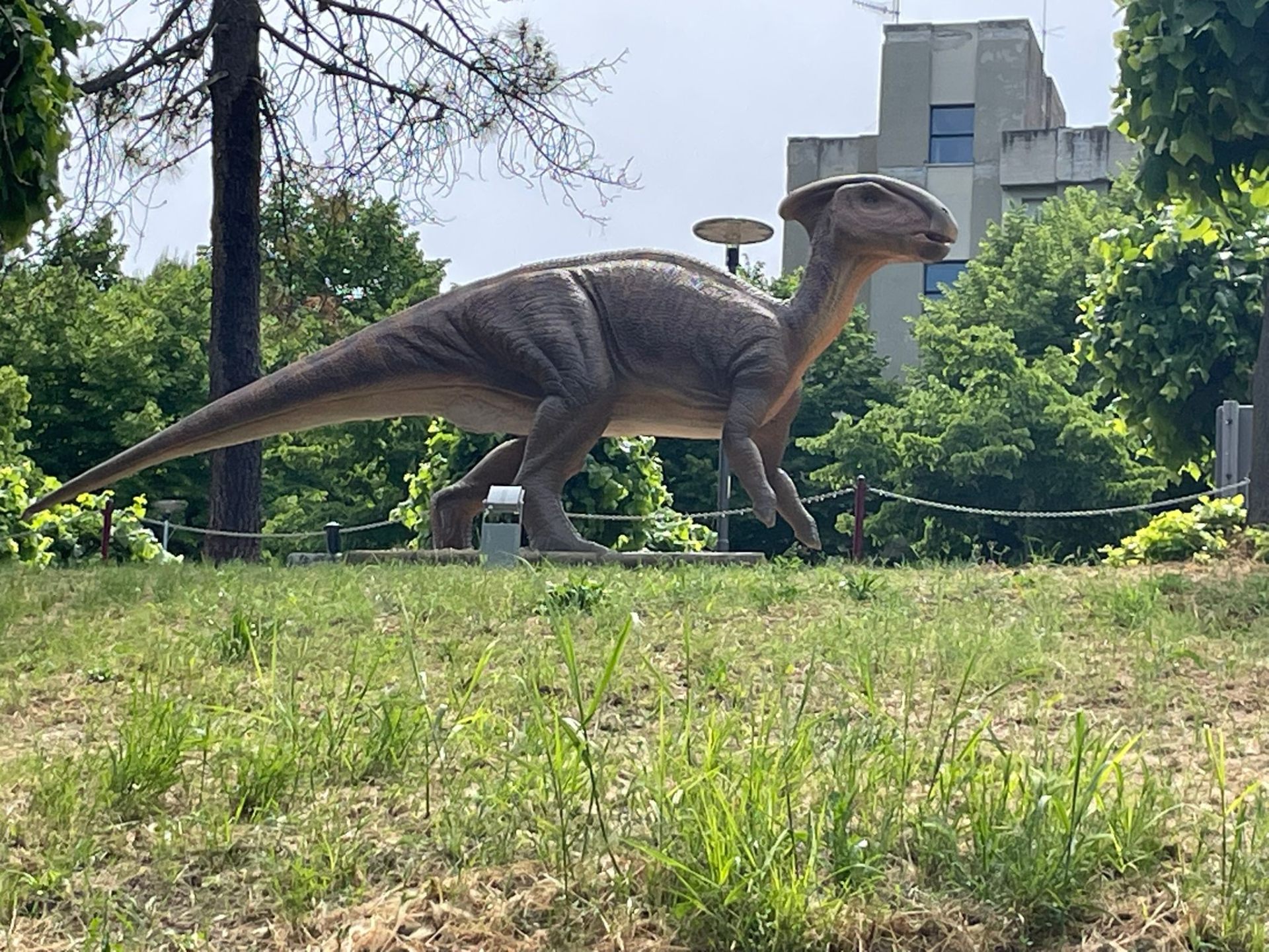 Parasaurolophus a grandezza naturale al parco dei dinosauri AbruzzoSauro di Notaresco (Teramo)