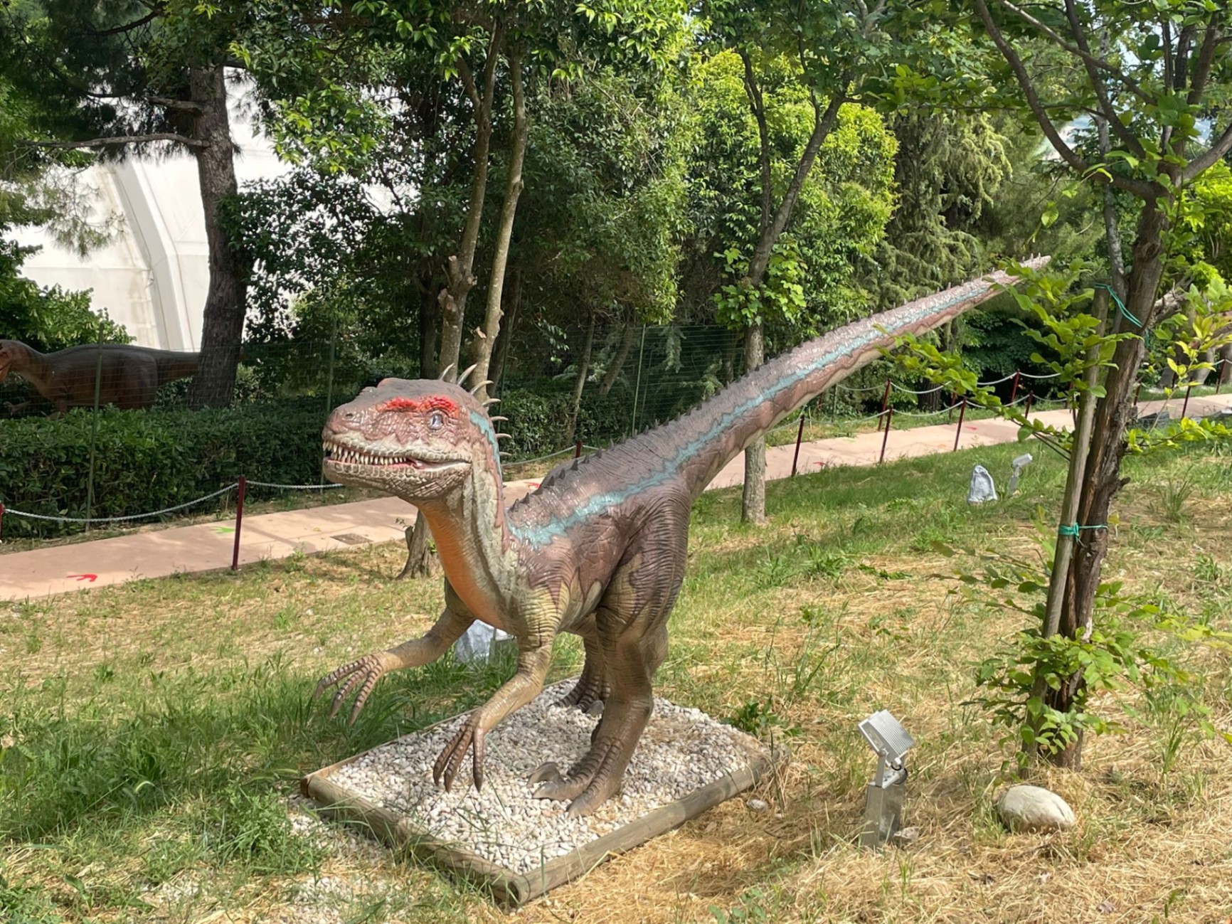 Coelophysis a grandezza naturale al parco dei dinosauri AbruzzoSauro di Notaresco (Teramo)